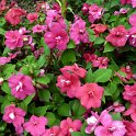 Impatiens x walleyriana 'Victorian rose' (2)